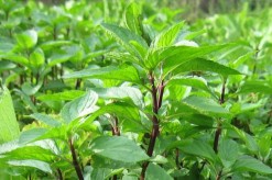 Mẹo dùng lá húng chữa ho cho trẻ sơ sinh cực hiệu quả lại an toàn