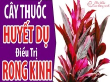 Cây huyết dụ - Thần dược cứu tinh cho phụ nữ rong kinh