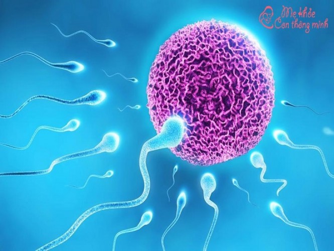 Mô tả chi tiết quá trình thụ tinh và thụ thai ở nữ giới