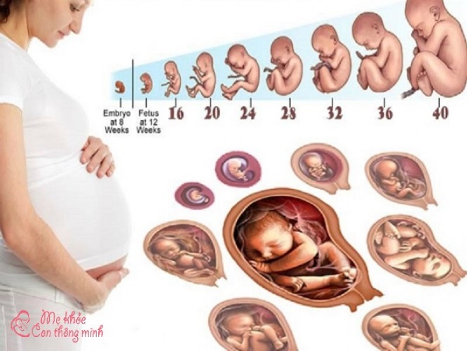 Khám phá quá trình hình thành của thai nhi theo từng tuần tuổi
