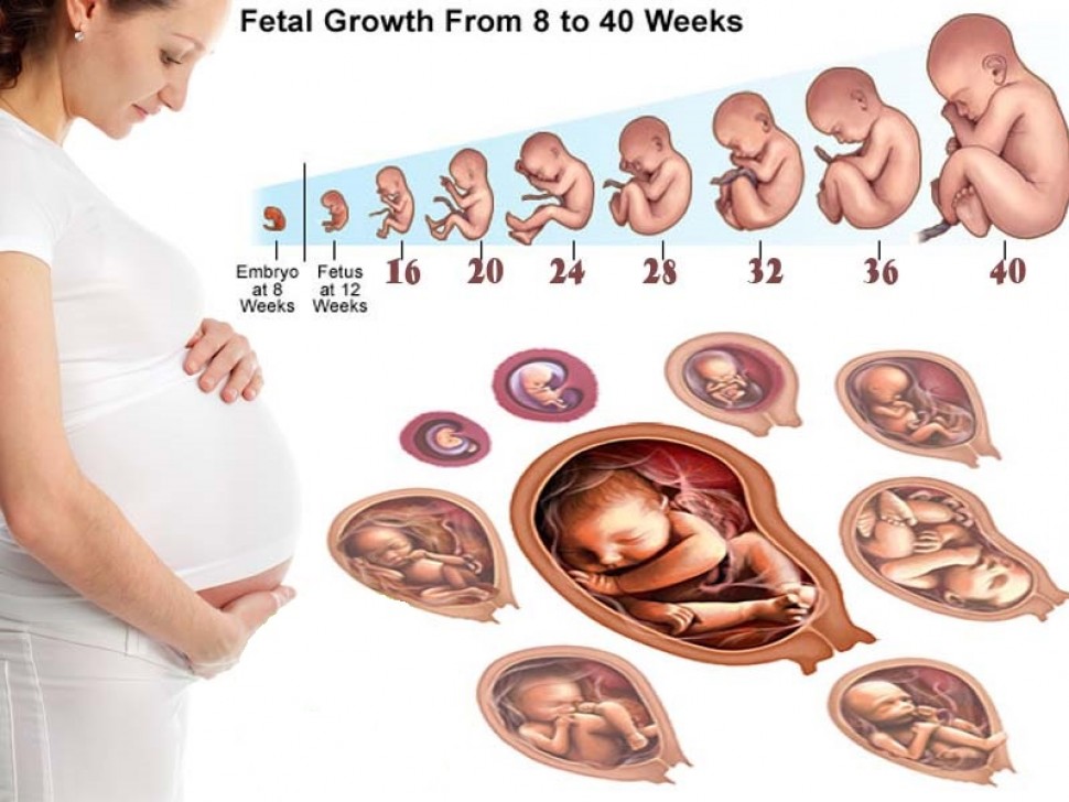 Quá trình phát triển của thai nhi từng tuần, từng tháng mà mẹ nên biết