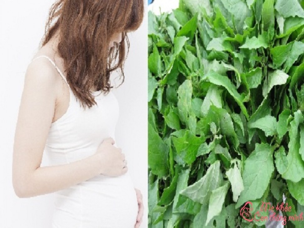 Truy vấn: Phụ nữ mang thai có nên ăn rau tầm bóp không?