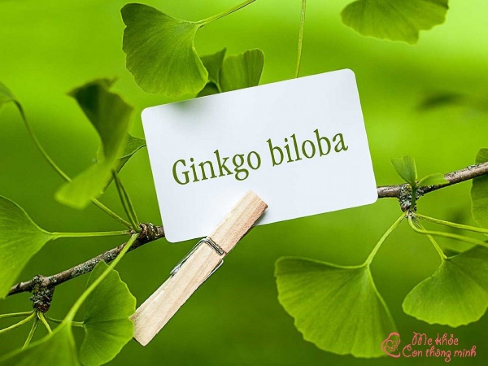 Hướng dẫn sử dụng thuốc Ginkgo Biloba để đạt hiệu quả cao nhất