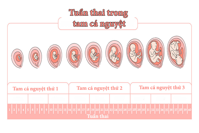 Quá trình phát triển của thai nhi, quá trình phát triển của thai nhi từng tuần, quá trình phát triển của thai nhi 3 tháng giữa, quá trình phát triển của thai nhi theo từng tháng, quá trình phát triển của thai nhi theo tuần tuổi, quá trình phát triển của thai nhi 12 tuần, quá trình phát triển của thai nhi trong bụng mẹ, quá trình phát triển của thai nhi 3 tháng đầu, quá trình phát triển của thai nhi từ lúc trứng gặp tinh trùng