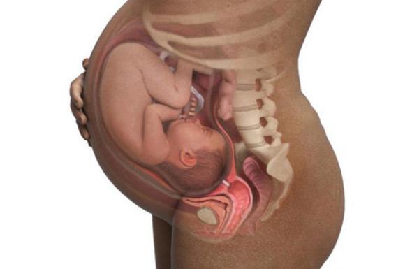 Quá trình phát triển của thai nhi, quá trình phát triển của thai nhi từng tuần, quá trình phát triển của thai nhi 3 tháng giữa, quá trình phát triển của thai nhi theo từng tháng, quá trình phát triển của thai nhi theo tuần tuổi, quá trình phát triển của thai nhi 12 tuần, quá trình phát triển của thai nhi trong bụng mẹ, quá trình phát triển của thai nhi 3 tháng đầu, quá trình phát triển của thai nhi từ lúc trứng gặp tinh trùng
