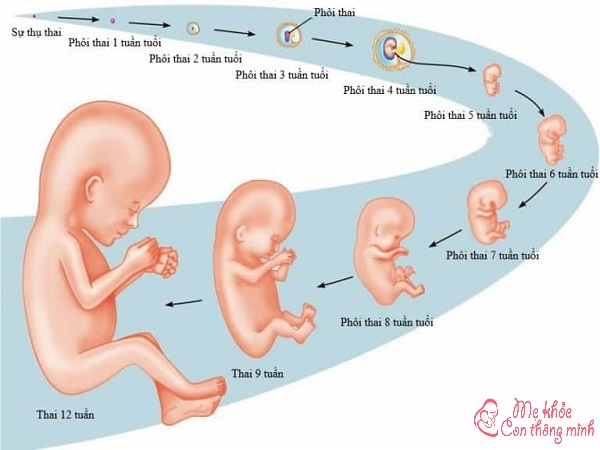 quá trình thụ tinh, mô tả quá trình thụ tinh và thụ thai, quá trình thụ tinh và hình thành thai nhi, quá trình thụ tinh diễn ra ở đâu, thực chất của quá trình thụ tinh là gì, quá trình thụ tinh xảy ra bởi mấy giai đoạn, quá trình thụ tinh mất bao nhiêu ngày, quá trình thụ tinh là gì, mô tả quá trình thụ tinh