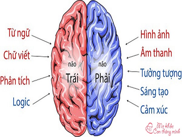não trái não phải, não trái hay não phải thông minh hơn, não trái não phải cân bằng, não trái não phải test, não trái não phải chức năng, não trái não phải của trẻ, não trái não phải tư duy, não trái não phải là gì, não trái não phải làm gì, não phải hay não trái thông minh hơn, test não trái não phải, người thuận cả 2 bán cầu não, 2 bán cầu não, cách cân bằng 2 bán cầu não, não trái hay não phải, thuận não trái hay phải, thuận não phải, não trái, bán cầu não phải và trái, não phải, bán cầu não trái và phải, bán cầu não trái, bán cầu não phải có chức năng gì, bán cầu não, não phải não trái, thuận não trái, bán cầu não phải, tư duy não phải, não trái và não phải, chức năng não phải, người thuận não trái, cách phát triển bán cầu não trái, não trái thiên về cái gì, cách nhận biết thuận não nào, não phải và não trái, người thiên về não trái, bán cầu não trái phải, bạn thiên về não trái hay não phải, chức năng của não trái và não phải, não trái thiên về gì, cách phát triển não trái, phát triển não trái cho bé, bán cầu não trái có chức năng gì