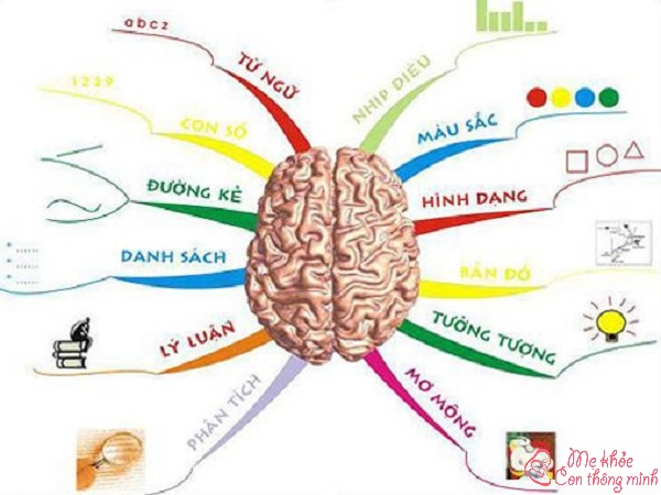 não trái não phải, não trái hay não phải thông minh hơn, não trái não phải cân bằng, não trái não phải test, não trái não phải chức năng, não trái não phải của trẻ, não trái não phải tư duy, não trái não phải là gì, não trái não phải làm gì, não phải hay não trái thông minh hơn, test não trái não phải, người thuận cả 2 bán cầu não, 2 bán cầu não, cách cân bằng 2 bán cầu não, não trái hay não phải, thuận não trái hay phải, thuận não phải, não trái, bán cầu não phải và trái, não phải, bán cầu não trái và phải, bán cầu não trái, bán cầu não phải có chức năng gì, bán cầu não, não phải não trái, thuận não trái, bán cầu não phải, tư duy não phải, não trái và não phải, chức năng não phải, người thuận não trái, cách phát triển bán cầu não trái, não trái thiên về cái gì, cách nhận biết thuận não nào, não phải và não trái, người thiên về não trái, bán cầu não trái phải, bạn thiên về não trái hay não phải, chức năng của não trái và não phải, não trái thiên về gì, cách phát triển não trái, phát triển não trái cho bé, bán cầu não trái có chức năng gì