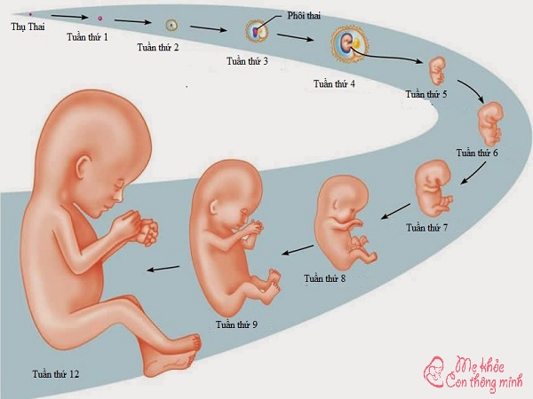 quá trình hình thành thai nhi, quá trình hình thành thai nhi trong 3 tháng đầu, quá trình hình thành thai nhi sinh đôi, quá trình hình thành thai nhi từ lúc quan hệ, quá trình hình thành thai nhi 3 tháng đầu, quá trình hình thành thai nhi tuần 2, quá trình hình thành thai nhi tuần đầu tiên, quá trình hình thành thai nhi sau chuyển phôi