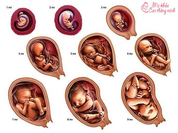 quá trình hình thành thai nhi, quá trình hình thành thai nhi trong 3 tháng đầu, quá trình hình thành thai nhi sinh đôi, quá trình hình thành thai nhi từ lúc quan hệ, quá trình hình thành thai nhi 3 tháng đầu, quá trình hình thành thai nhi tuần 2, quá trình hình thành thai nhi tuần đầu tiên, quá trình hình thành thai nhi sau chuyển phôi