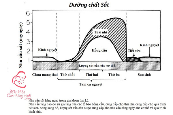 Lượng sắt cần thiết cho bà bầu