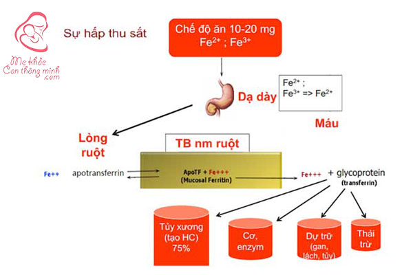 Qúa trình hấp thụ sắt của cơ thể